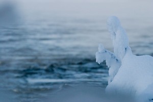 Kosteus tiivistyy oksiin tykkylumeksi