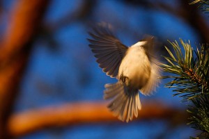 Hömötiainen vaihtaa oksaa lennossa