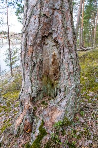 Karsikkoa etsiskelemässä