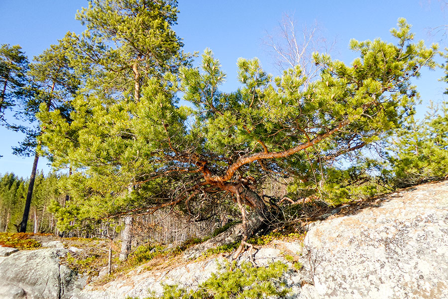 Vähä-Venakon montametriä leveä bonsaimänty