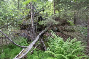 Kammarkivi, Takkula, Leppävirta