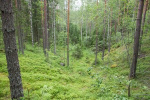 Kirnuvuoren supat, Halola, Leppävirta