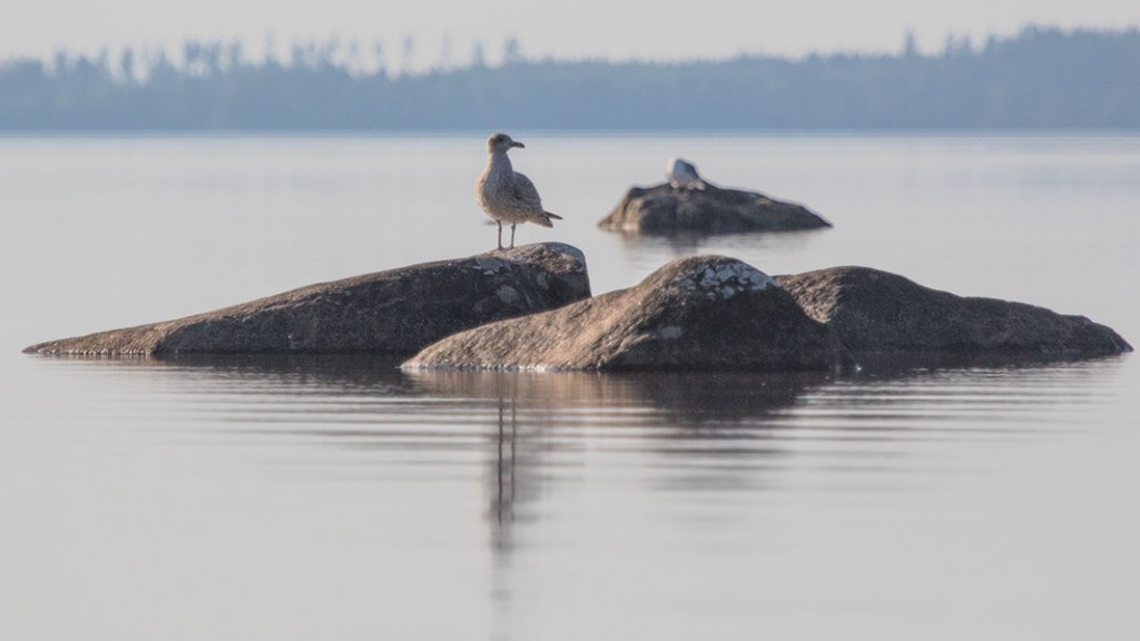 Utelias lokinpoika