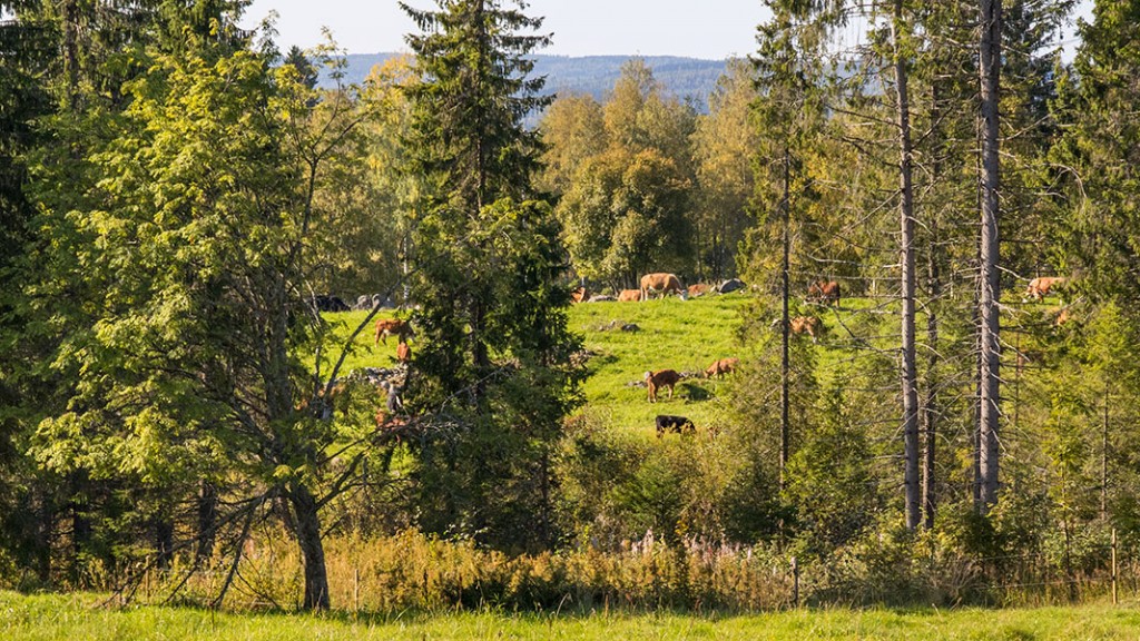 Karjoo laitumiella Väisälänmäellä