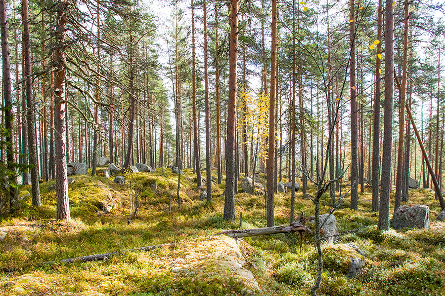 Syvävuori, Leppävirta