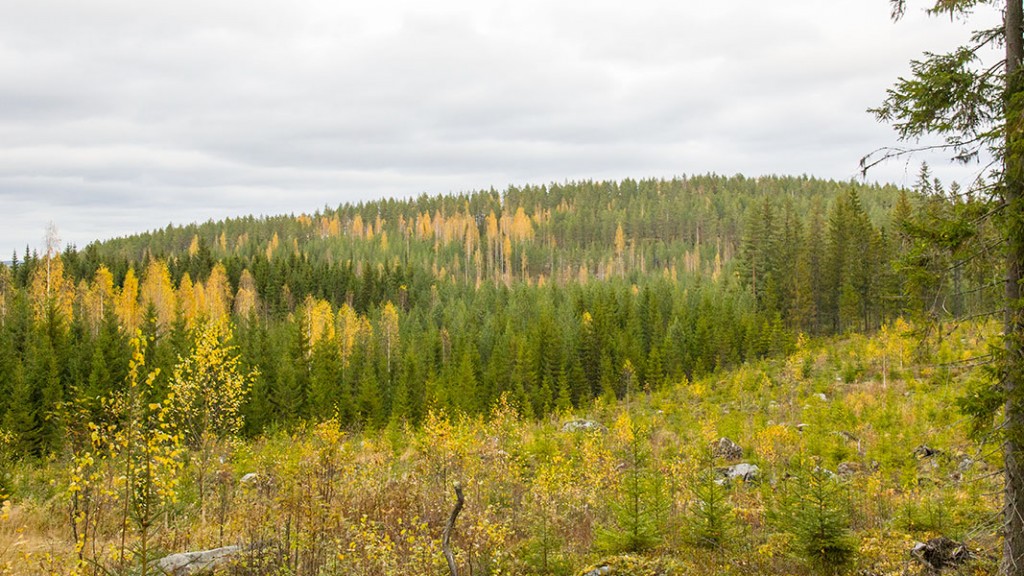 Syvävuori, Leppävirta