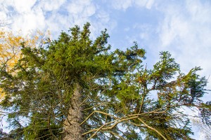 Kaakonvuoren jättimäinen mukurakuusi, Leppävirta