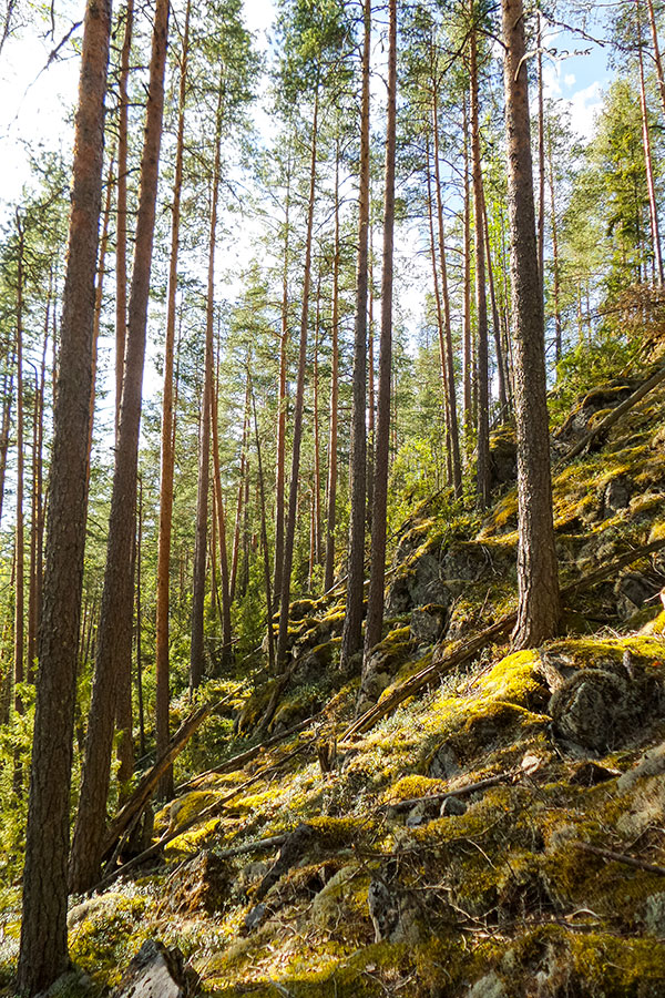 Maijootvuori, Jäpppilä