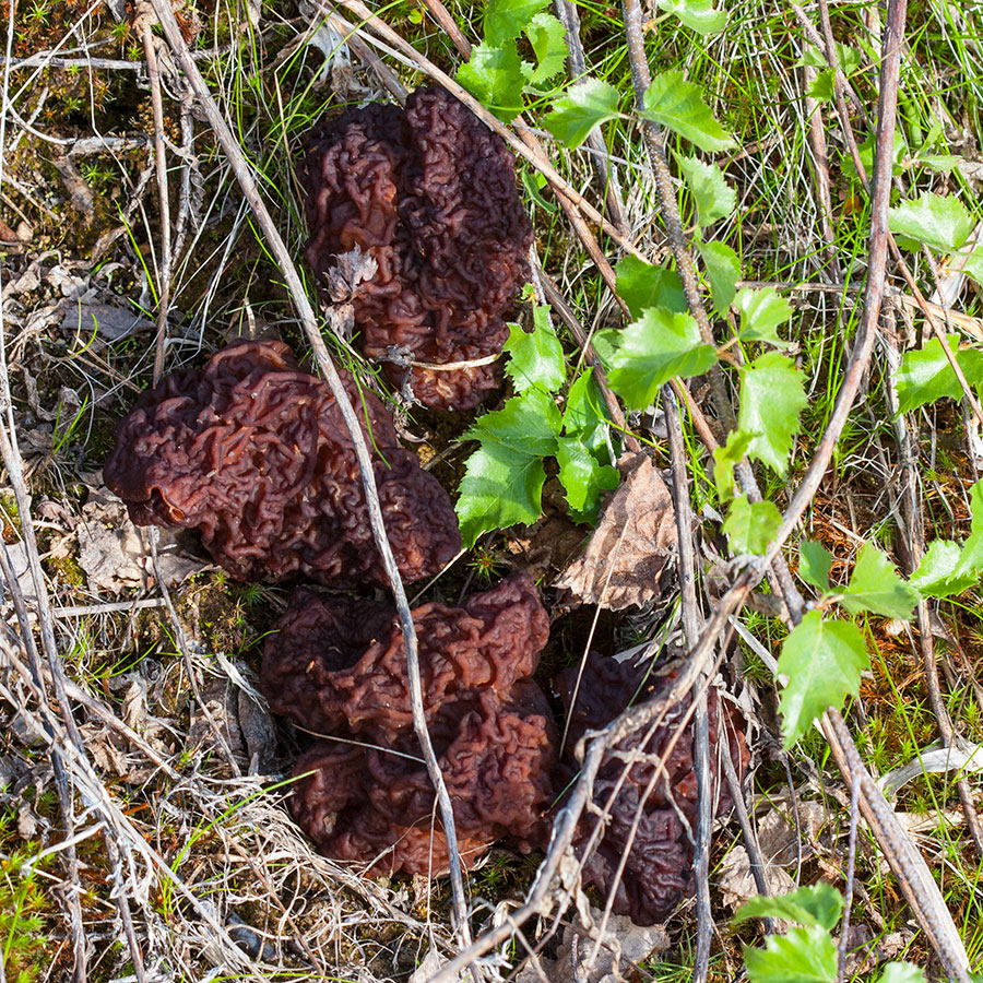 Maijootvuori, Jäpppilä