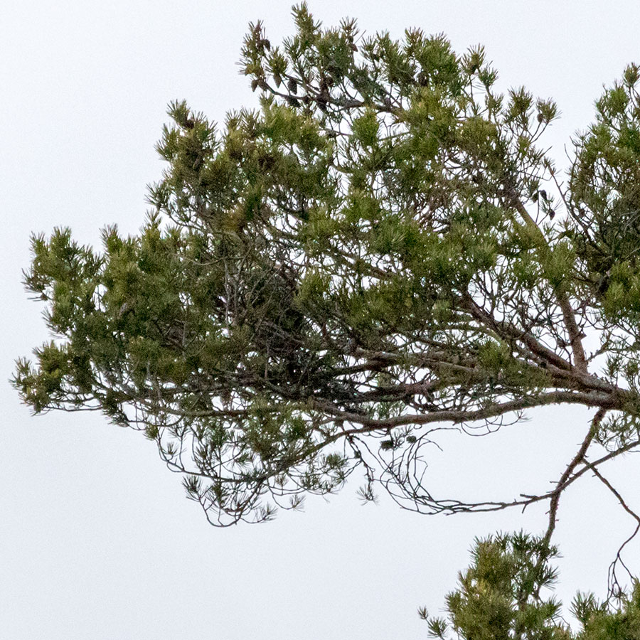 Polvijärven Kivilahenmäki, Heinävesi