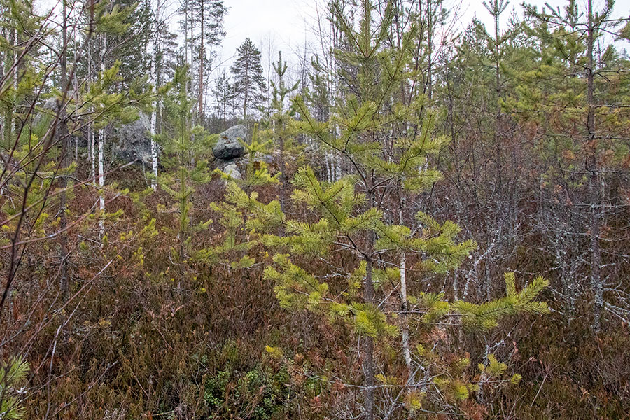 Polvijärven Annanniemi, Heinävesi