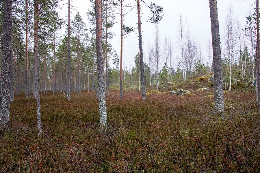 Polvijärven Annanniemi, Heinävesi