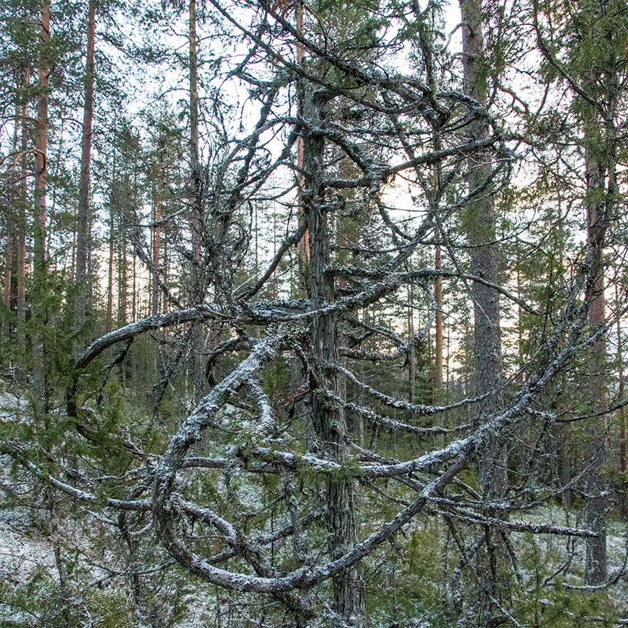 Lepuukivenrinne, Leppävirta