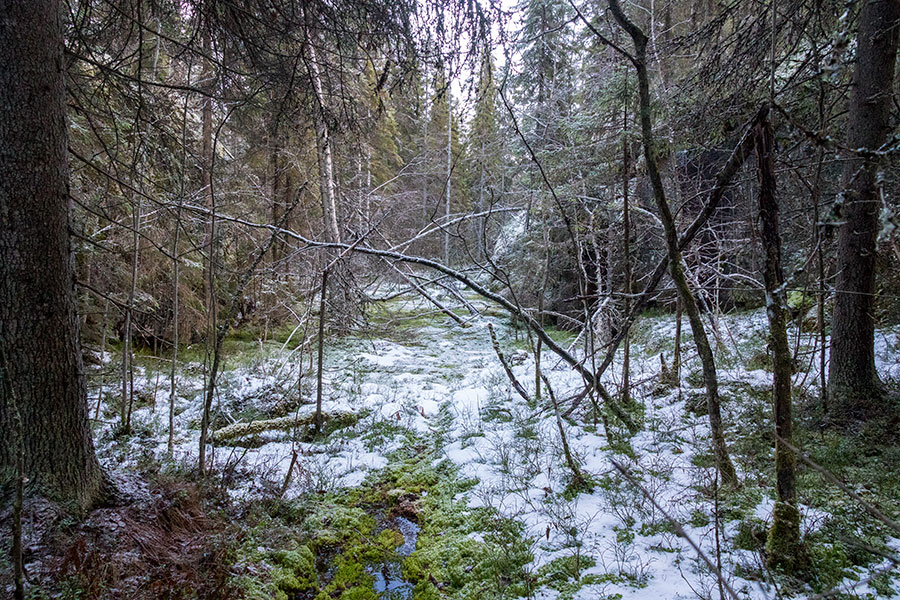 Lepuukivennoro, Leppävirta