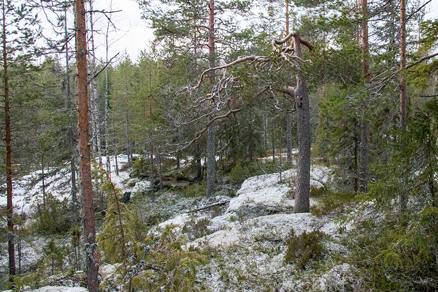 Lepuukivennoro, Leppävirta