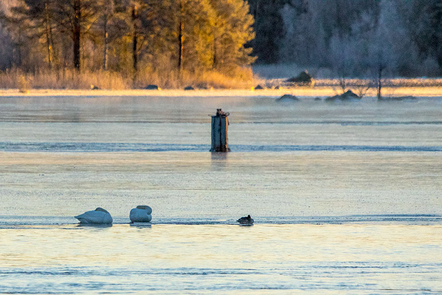 Konnuskosket, Leppävirta