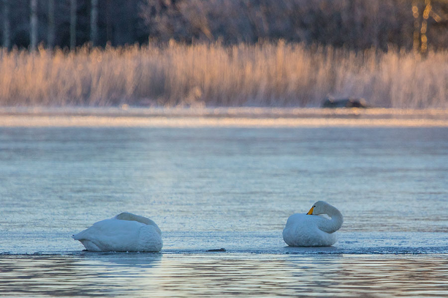 Konnuskosket, Leppävirta