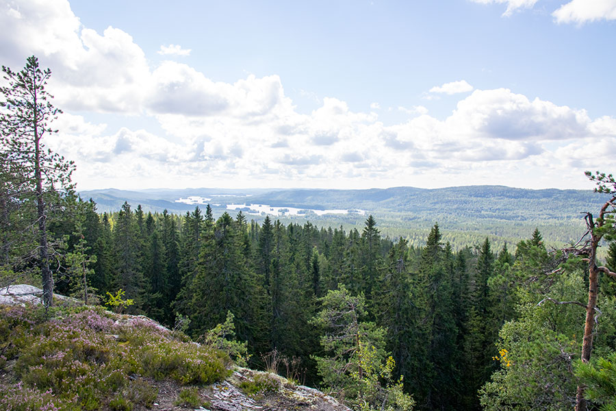 Mäkrä, Lieksa