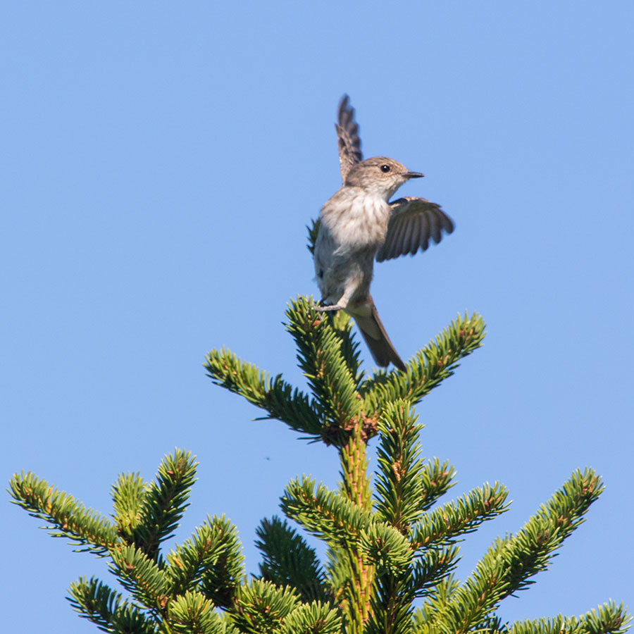 Ryläys, Kontiolahti