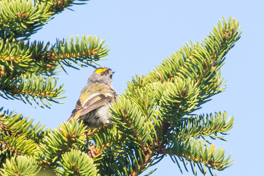 Ryläys, Kontiolahti