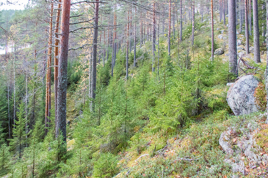 Vaalunsärkkä, Heinävesi