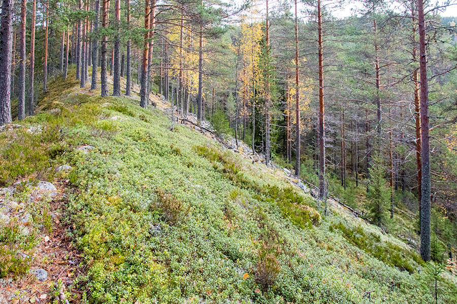 Vaalunsärkkä, Heinävesi