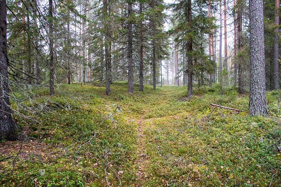 Vaalunsärkkä, Heinävesi