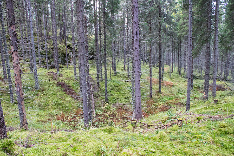 Vaalunsärkkä, Heinävesi