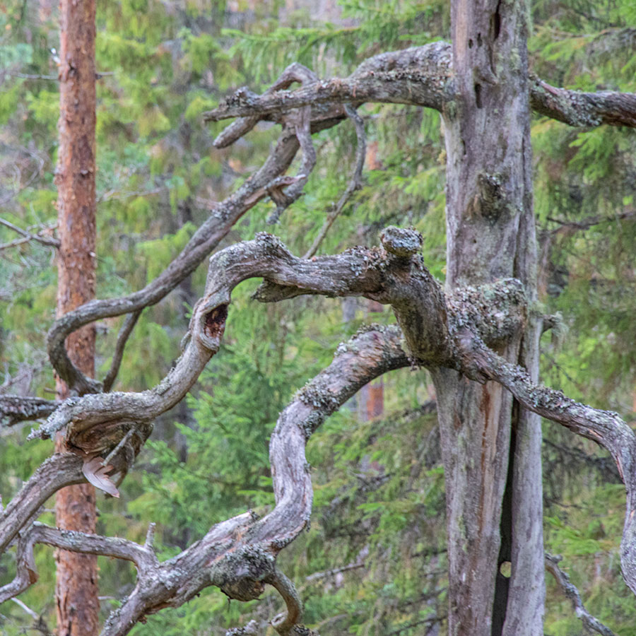 Vaalunsärkkä, Heinävesi