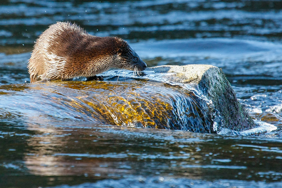 Konnuskosket, Leppävirta