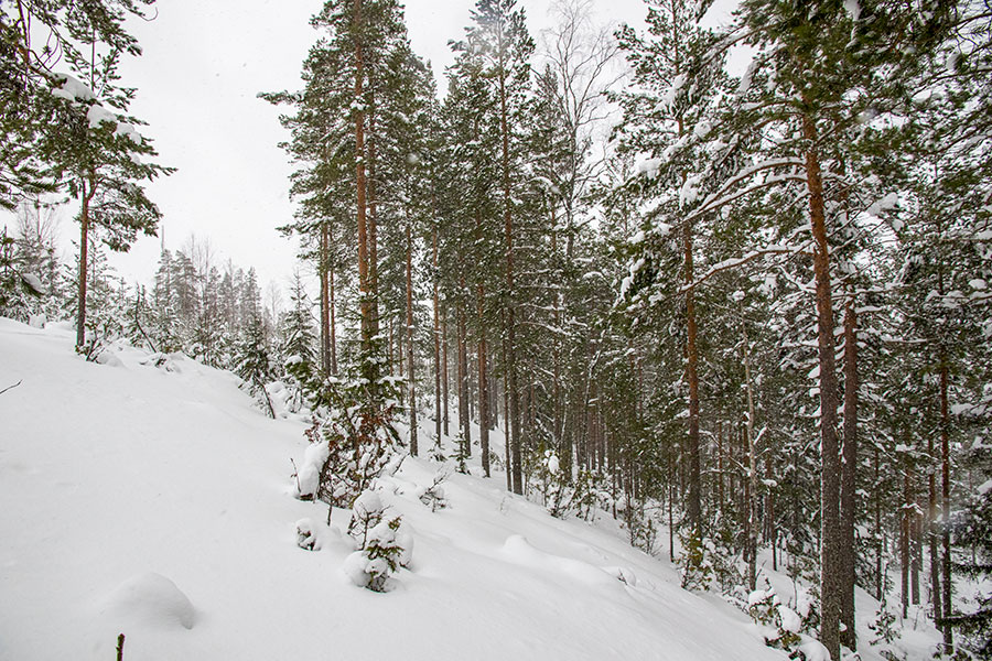 Leppävuori, Leppävirta