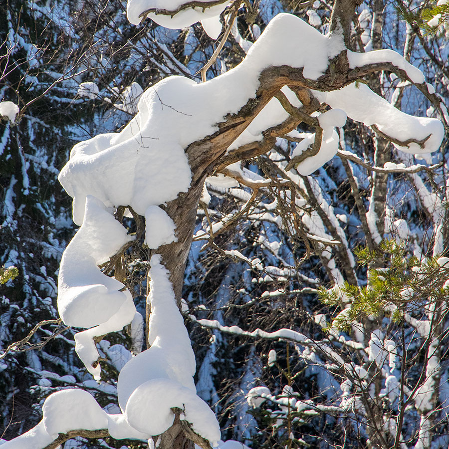 Kuvajanniemi, Sorsavesi, Leppävirta