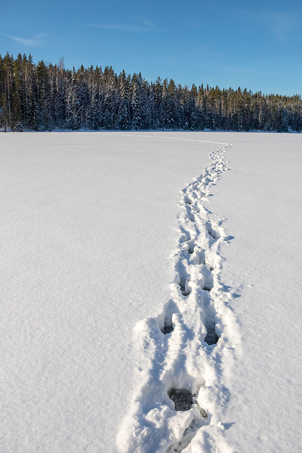 Kuvajanniemi, Sorsavesi, Leppävirta