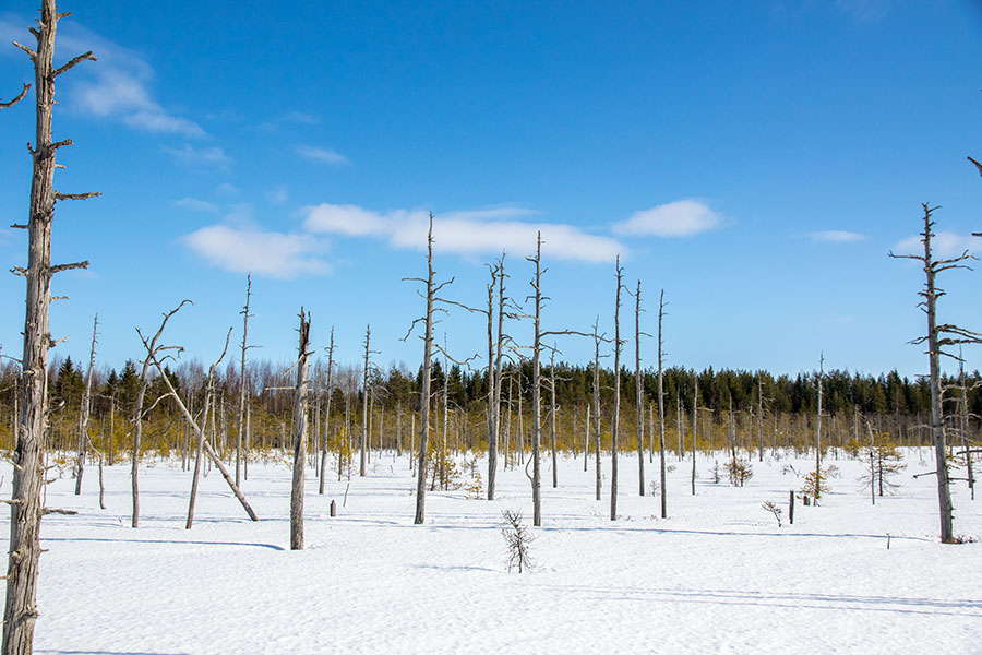 Vuotsinsuo, Joroinen