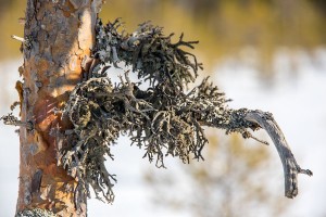 Vuotsinsuo, Joroinen