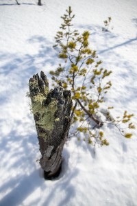 Vuotsinsuo, Joroinen