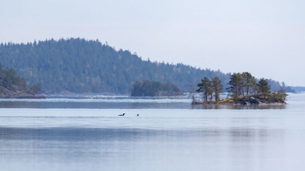 Kuikat, Linnansaaren kansallispuisto, Haukivesi, Rantasalmi