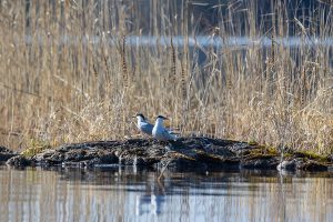 _Tiirat, Linnansaaren kansallispuisto, Haukivesi, Rantasalmi