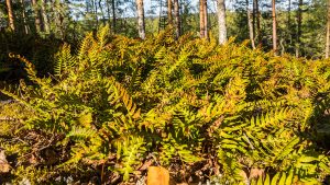 Kurjenvuoren kiviasetelmat ja kivenalusluolat, Sorsakoski