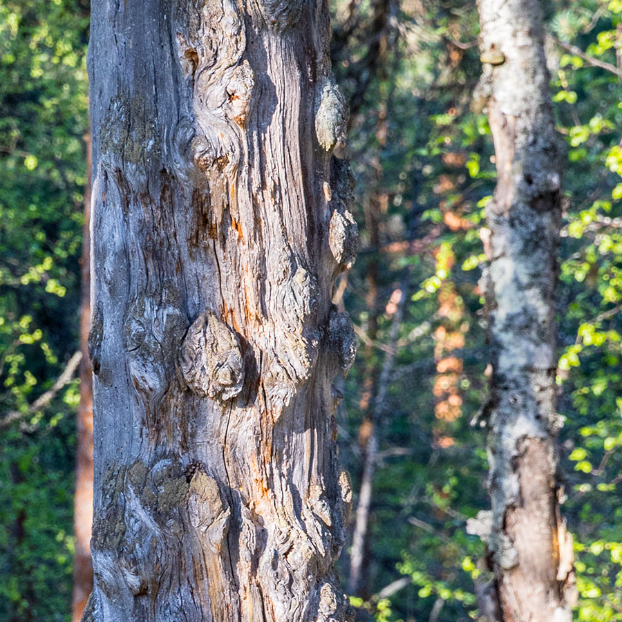 Kurjenvuori, Sorsakoski