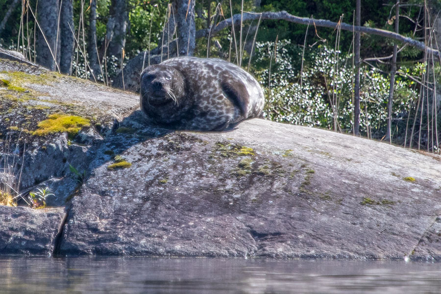 Norppa, Haukivesi, Linnansaaren kansallispuisto