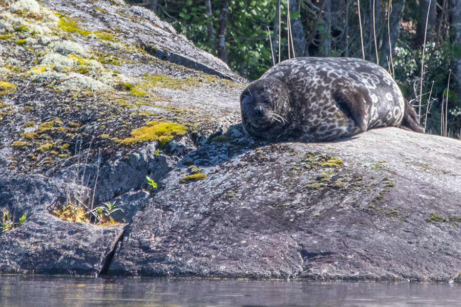 Norppa, Haukivesi, Linnansaaren kansallispuisto