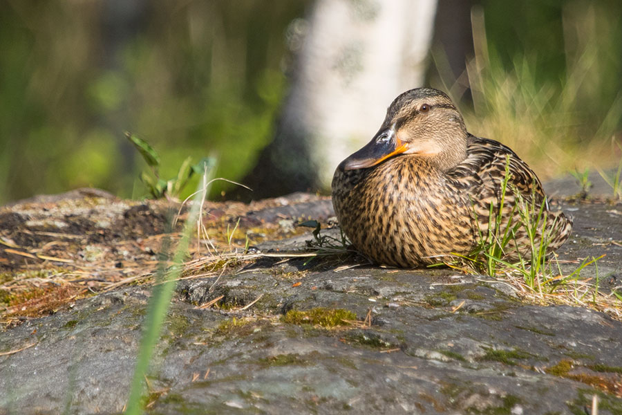 Pinei-Lappi, Haukivesi, Linnansaaren kansallispuisto