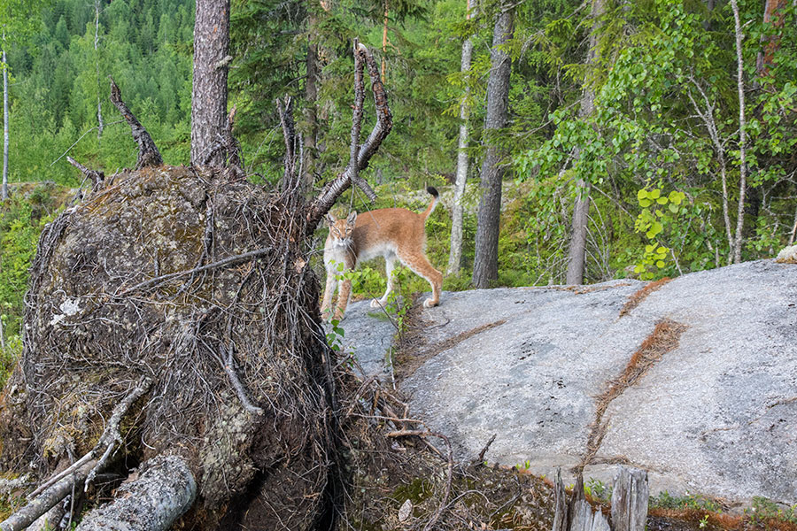 Ilves, Leppävirta