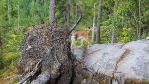 Luonnossa liikkumiseni lähtökohtana on luonnon kunnioittaminen