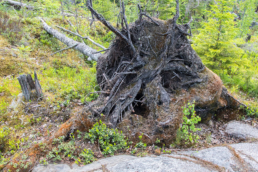 Leppävirta