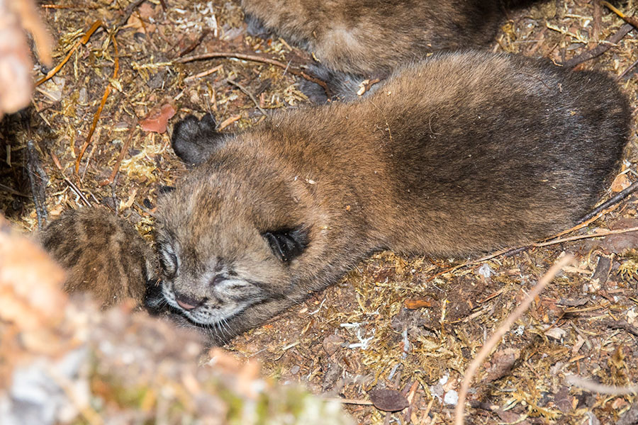 Ilveksen pentu, Leppävirta