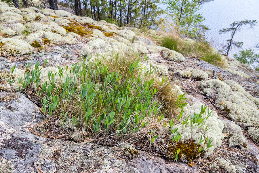 Kalliokielo, Linnavuori, Ihantsalo, Puumala