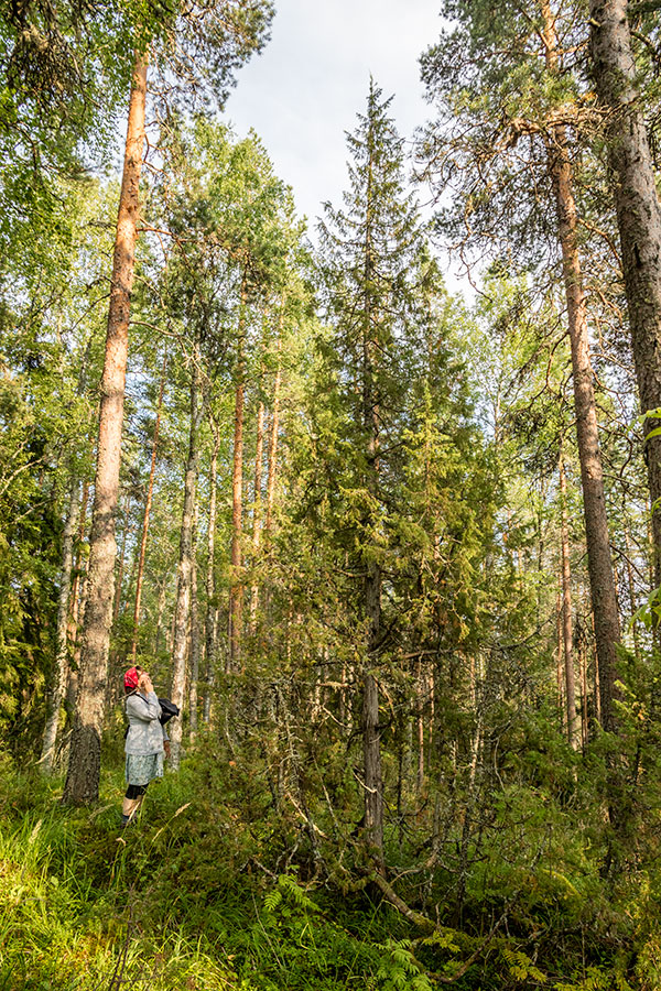 kataja, Vuori-Kukkari, Suvas