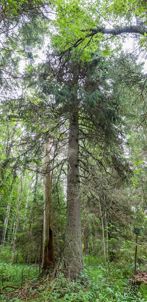 Solvängen, Kristiinankaupunki